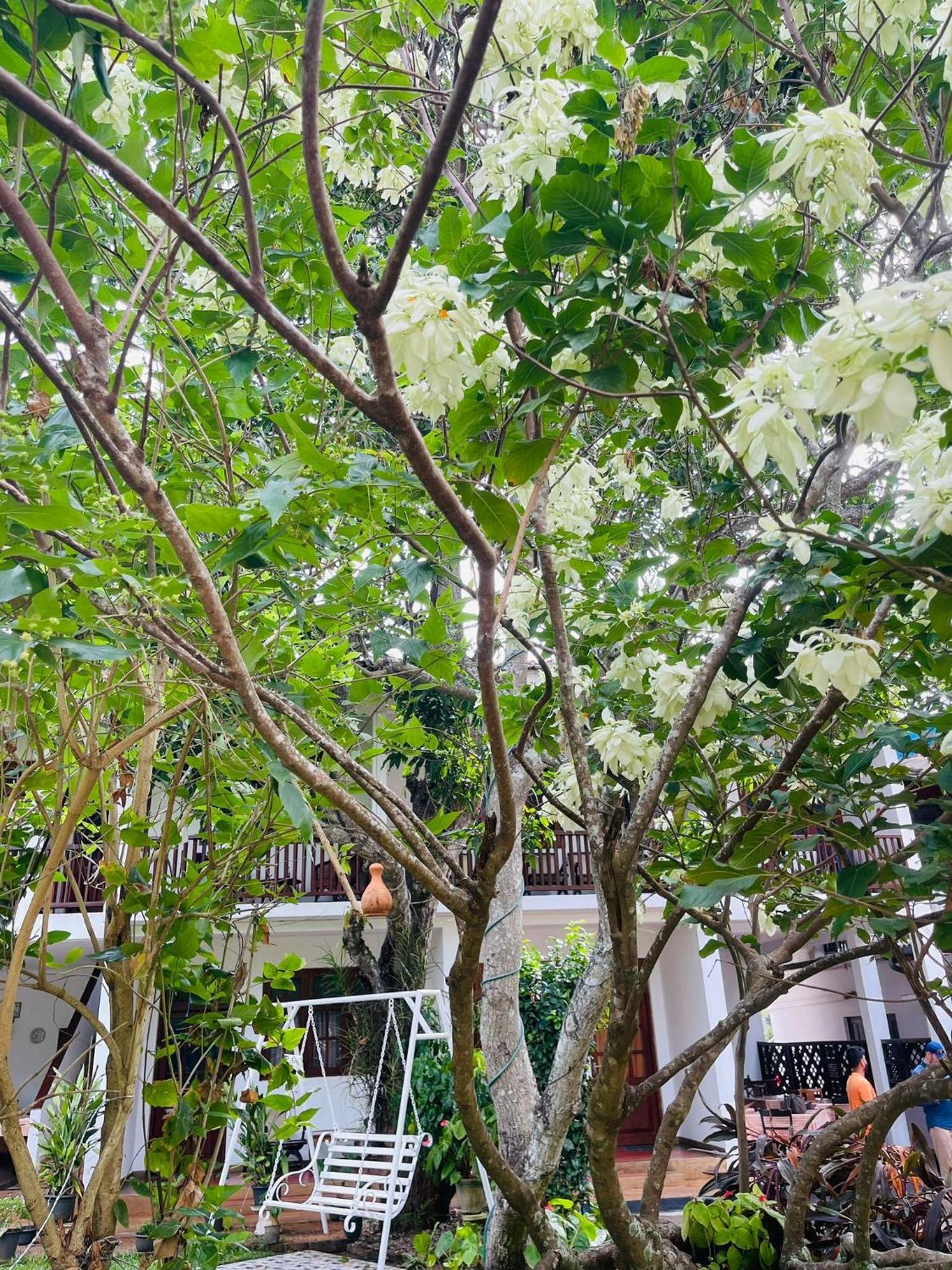 Little Paradise Tourist Guest House And Holiday Home Anuradhapura Exterior foto